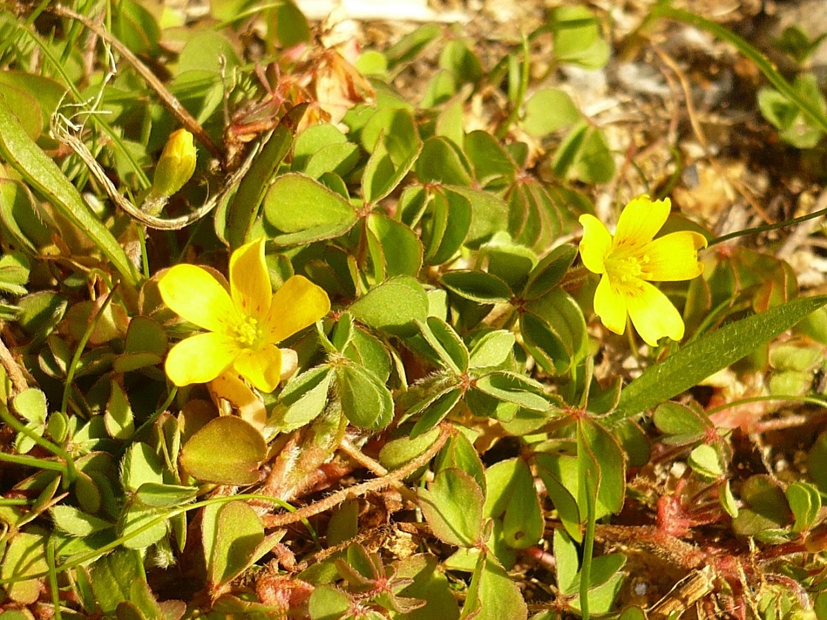 Oxalis corniculata (Oxalidaceae)